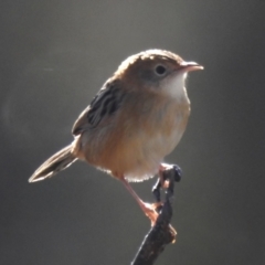 Cisticola exilis (Golden-headed Cisticola) at Rendezvous Creek, ACT - 12 May 2023 by JohnBundock