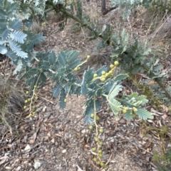 Acacia baileyana at Aranda, ACT - 13 May 2023 12:51 PM