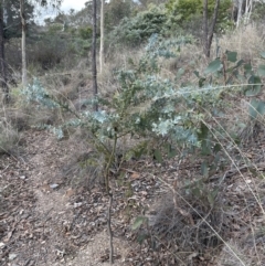 Acacia baileyana at Aranda, ACT - 13 May 2023 12:51 PM