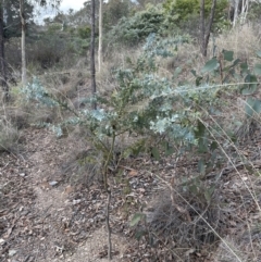 Acacia baileyana at Aranda, ACT - 13 May 2023