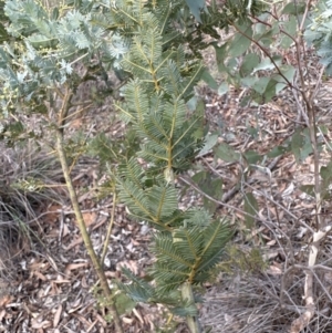 Acacia baileyana at Aranda, ACT - 13 May 2023