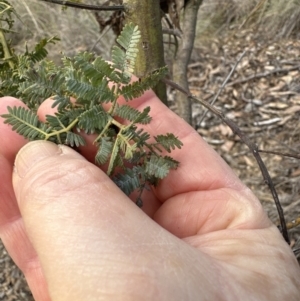 Acacia baileyana at Aranda, ACT - 13 May 2023