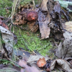 Calostoma fuscum at Paddys River, ACT - 12 May 2023