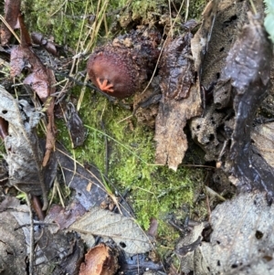 Calostoma fuscum at Paddys River, ACT - 12 May 2023