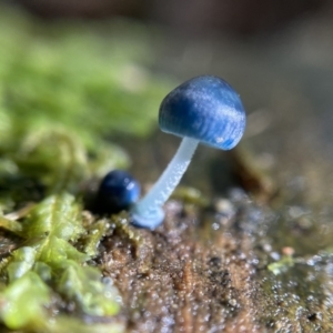 Mycena interrupta at Paddys River, ACT - 12 May 2023 12:28 PM