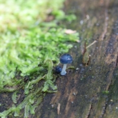 Mycena interrupta at Paddys River, ACT - 12 May 2023