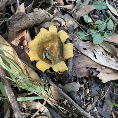 Scleroderma sp. (Scleroderma) at Tidbinbilla Nature Reserve - 12 May 2023 by cherylhodges