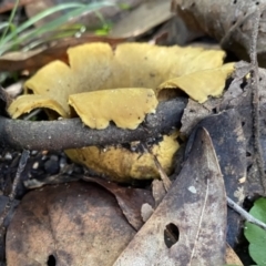 Scleroderma sp. at Paddys River, ACT - 12 May 2023