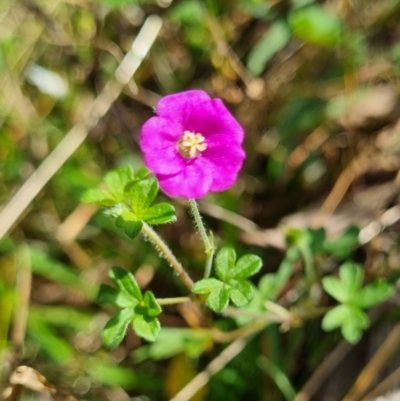 Geranium sp. (Geranium) at Tuggeranong Hill - 13 May 2023 by VeraKurz