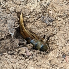 Ethmostigmus rubripes (Giant centipede) at QPRC LGA - 13 May 2023 by camcols