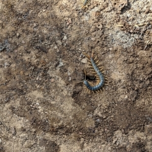 Ethmostigmus rubripes at Currawang, NSW - 13 May 2023