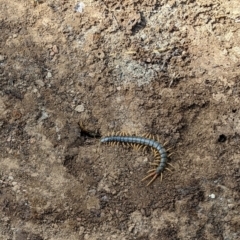 Ethmostigmus rubripes at Currawang, NSW - 13 May 2023