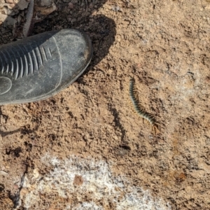 Ethmostigmus rubripes at Currawang, NSW - 13 May 2023