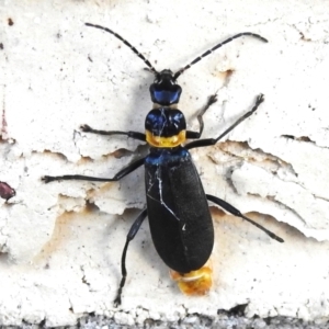 Chauliognathus lugubris at Wanniassa, ACT - 13 May 2023