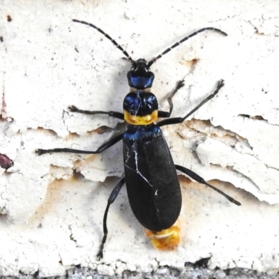 Chauliognathus lugubris (Plague Soldier Beetle) at Wanniassa, ACT - 13 May 2023 by JohnBundock