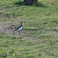 Vanellus miles (Masked Lapwing) at Phillip, ACT - 13 May 2023 by Mike