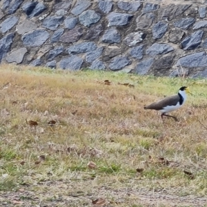 Vanellus miles at Phillip, ACT - 13 May 2023 01:38 PM