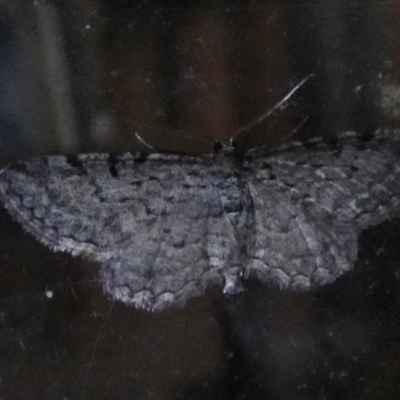 Psilosticha absorpta (Fine-waved Bark Moth) at QPRC LGA - 9 May 2023 by Paul4K