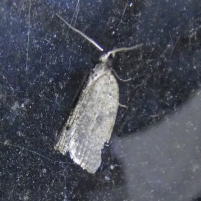 Tortricinae (subfamily) (A tortrix moth) at QPRC LGA - 9 May 2023 by Paul4K