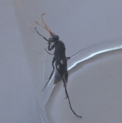 Fabriogenia sp. (genus) (Spider wasp) at Boro - 10 May 2023 by Paul4K