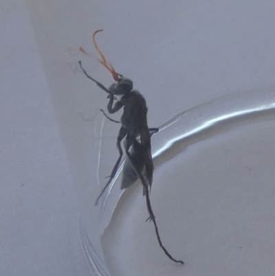 Fabriogenia sp. (genus) (Spider wasp) at Boro, NSW - 10 May 2023 by Paul4K