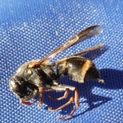 Eumeninae (subfamily) (Unidentified Potter wasp) at Boro - 10 May 2023 by Paul4K