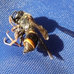 Eumeninae (subfamily) at Boro, NSW - 10 May 2023