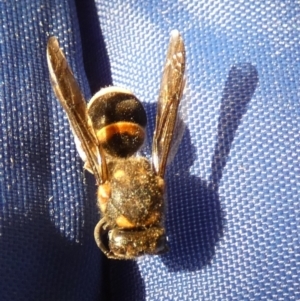 Eumeninae (subfamily) at Boro, NSW - 10 May 2023