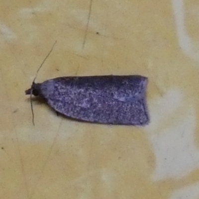 Cryptaspasma sordida (A Tortricid moth (Olethreutinae)) at Boro, NSW - 10 May 2023 by Paul4K