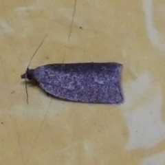 Cryptaspasma sordida (A Tortricid moth) at Boro, NSW - 10 May 2023 by Paul4K