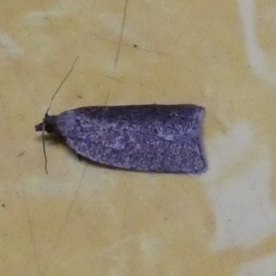 Cryptaspasma sordida (A Tortricid moth) at QPRC LGA - 10 May 2023 by Paul4K