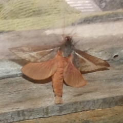 Oxycanus (genus) at Boro, NSW - 10 May 2023