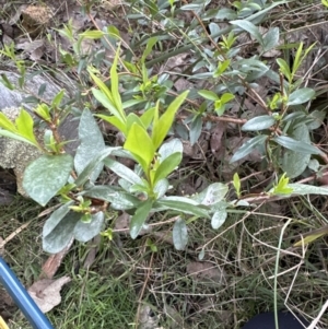 Billardiera heterophylla at Aranda, ACT - 13 May 2023