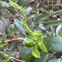 Billardiera heterophylla at Aranda, ACT - 13 May 2023