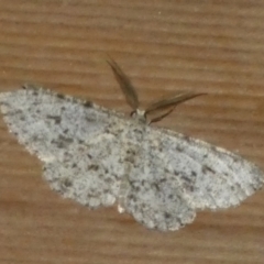 Thallogama pansticta (Flecked Bark Moth) at QPRC LGA - 10 May 2023 by Paul4K