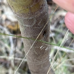 Acacia baileyana (Cootamundra Wattle, Golden Mimosa) at Aranda Bushland - 13 May 2023 by lbradley