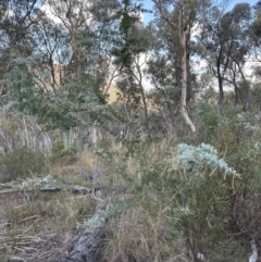 Acacia baileyana at Aranda, ACT - 13 May 2023