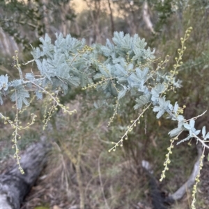 Acacia baileyana at Aranda, ACT - 13 May 2023 02:40 PM