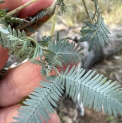 Acacia baileyana at Aranda, ACT - 13 May 2023