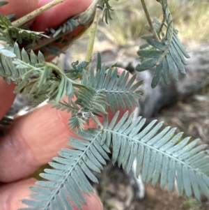 Acacia baileyana at Aranda, ACT - 13 May 2023