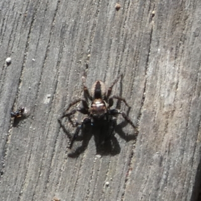 Jotus auripes (Jumping spider) at QPRC LGA - 11 May 2023 by Paul4K