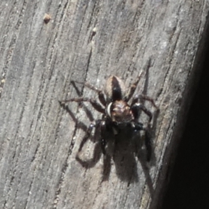 Jotus auripes at Boro, NSW - suppressed