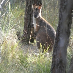 Notamacropus rufogriseus at Boro, NSW - 11 May 2023