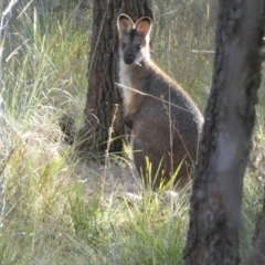 Notamacropus rufogriseus (Red-necked Wallaby) at QPRC LGA - 10 May 2023 by Paul4K