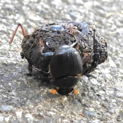 Scarabaeidae (family) (Scarab beetle, curl grub) at Tidbinbilla Nature Reserve - 6 May 2023 by JohnBundock