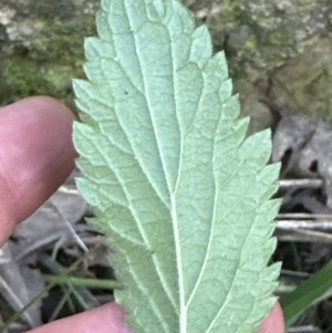 Verbena incompta at Aranda, ACT - 13 May 2023