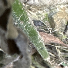 Verbena incompta at Aranda, ACT - 13 May 2023