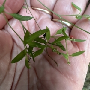 Einadia nutans subsp. nutans at Aranda, ACT - 13 May 2023