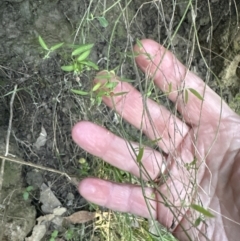 Einadia nutans subsp. nutans at Aranda, ACT - 13 May 2023