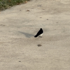 Rhipidura leucophrys (Willie Wagtail) at Acton, ACT - 13 May 2023 by LeafBird